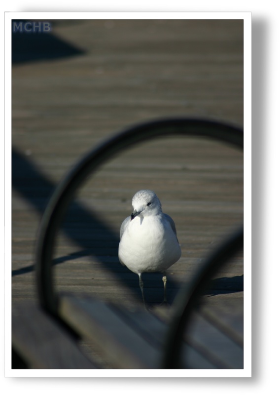 Bird Coney Island New York